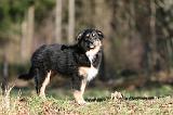 BERGER AUSTRALIEN PUPPIES 668